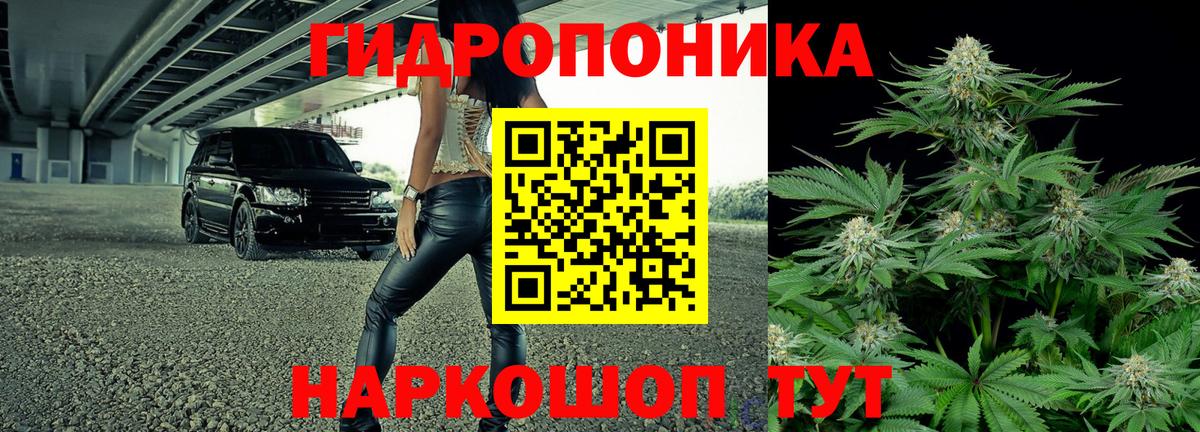 Конопля сатива Минусинск